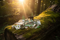 Log Bundle on a Big Log in a Sunlit Forest